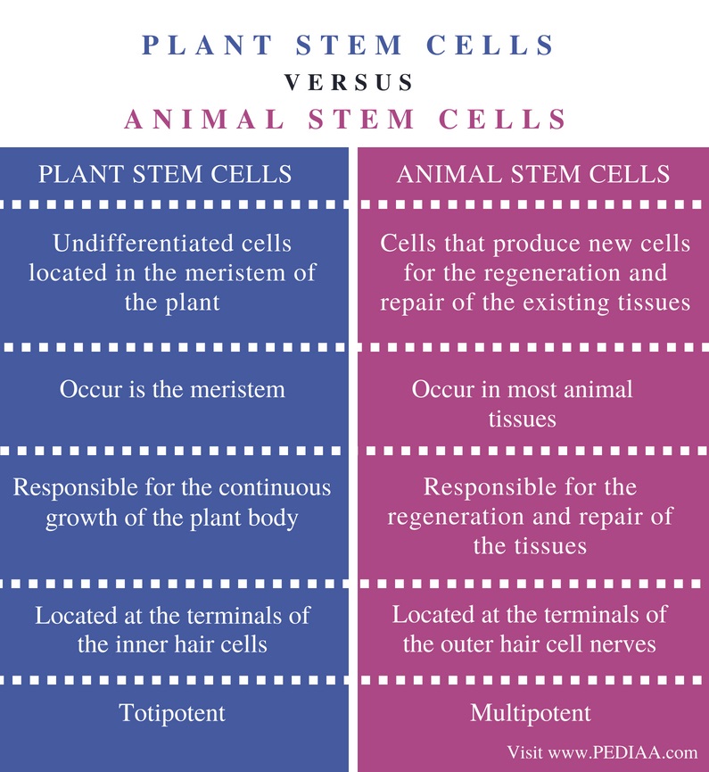 Difference Between Plant and Animal Stem Cells - Pediaa.Com