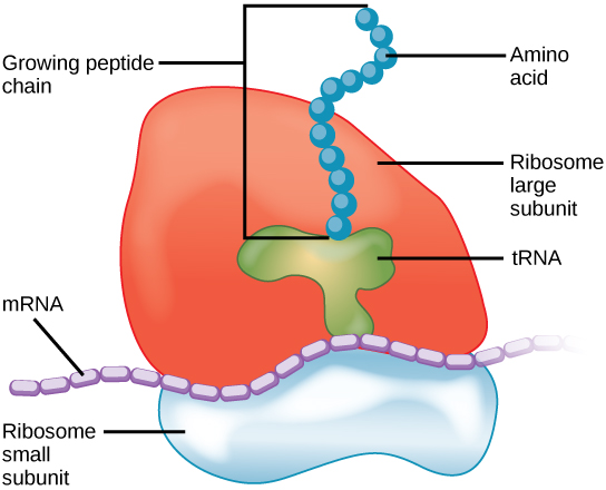 forskjellen-mellom-prokaryote-og-eukaryote-ribosomer-i-tabellform