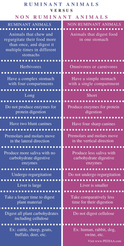 Difference Between Ruminant and Non Ruminant Animals - Pediaa.Com