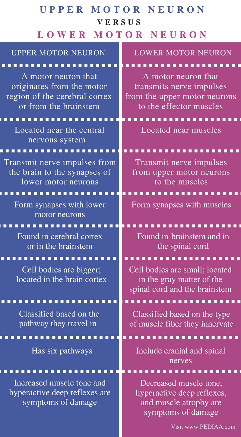 difference-between-upper-and-lower-motor-neuron-pediaa-com