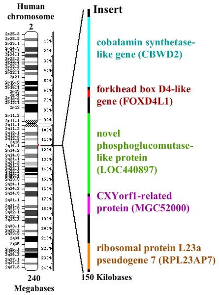 Genetic Difference Between Humans and Chimps - Pediaa.Com