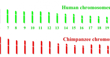 Biology Archives - Page 96 of 176 - Pediaa.Com