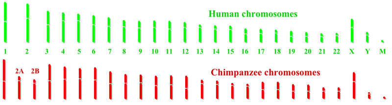 Genetic Difference Between Humans and Chimps - Pediaa.Com