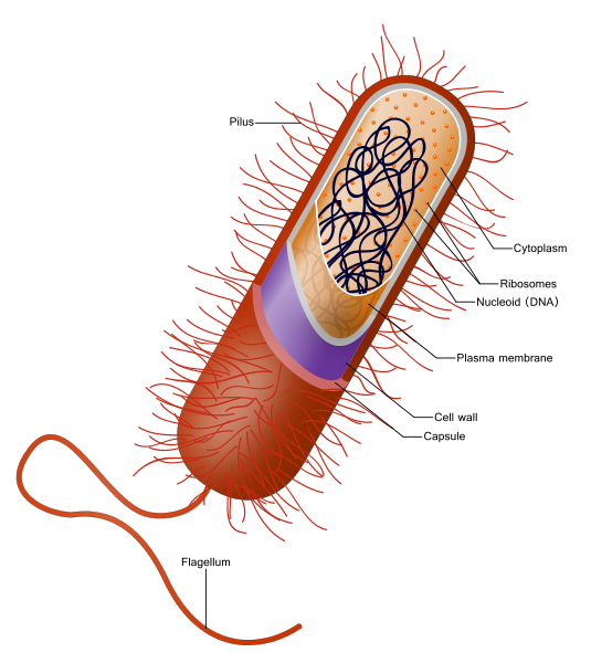Difference Between Bacteria and Cyanobacteria