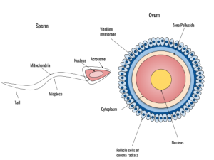 Difference Between Fertility and Fecundity - Pediaa.Com