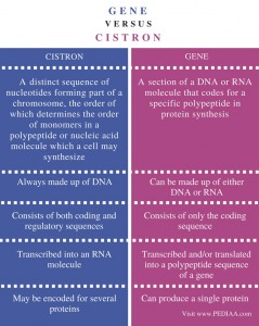 Difference Between Gene and Cistron - Pediaa.Com