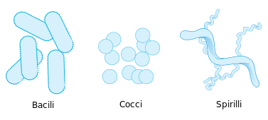 Germs and Bacteria