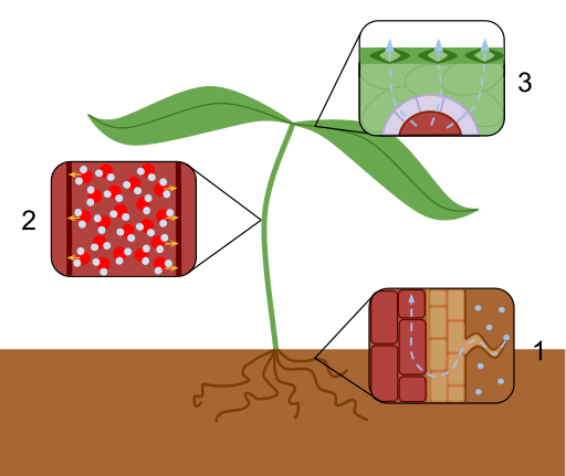 Main Difference - Guttation and Transpiration