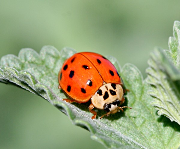 Difference Between Ladybug and Asian Beetle - Pediaa.Com