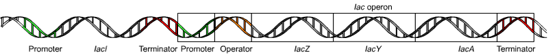 Main Difference - Monocistronic and Polycistronic mRNA