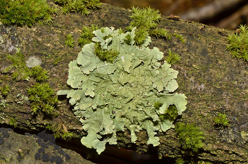 Main Difference - Moss and Lichen