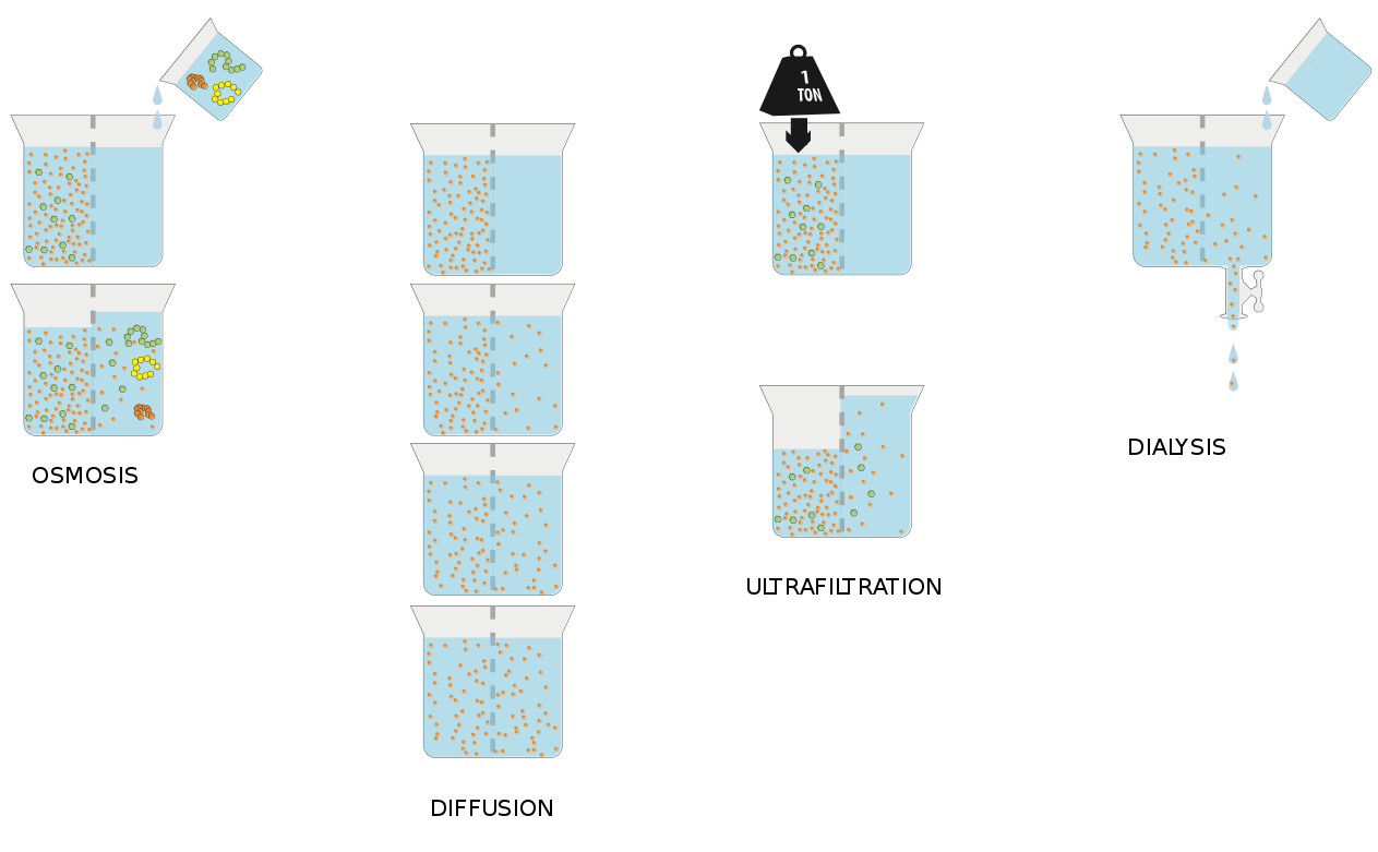 Difference Between Osmosis And Reverse Osmosis Pediaacom 0098