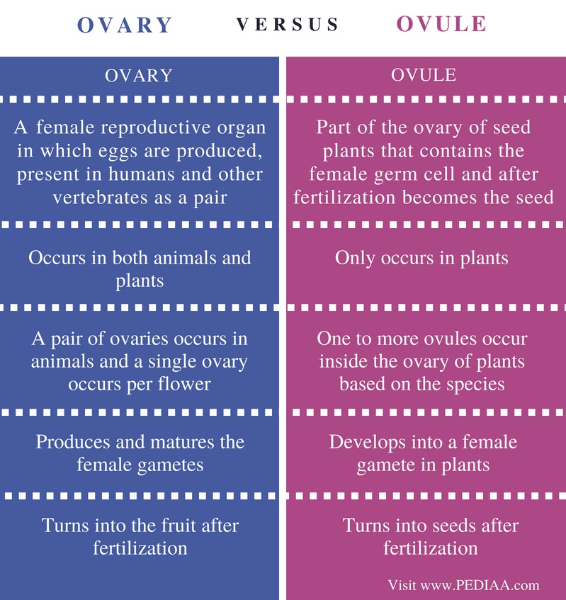 Ovule Vs Ovary In Plants