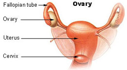 Difference Between Ovary and Ovule - Pediaa.Com