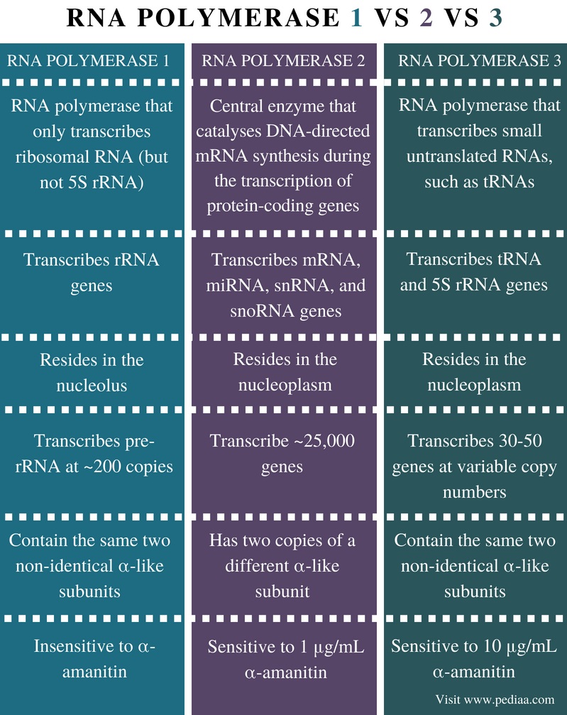 Difference Between RNA Polymerase 1 2 3 - Comparison Summary