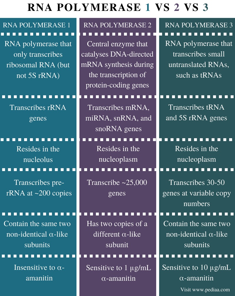 Unterschied zwischen RNA-Polymerase 1 2 3 - Vergleich Zusammenfassung