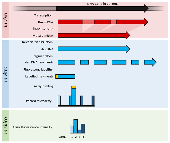 difference-between-rna-seq-and-microarray-pediaa-com