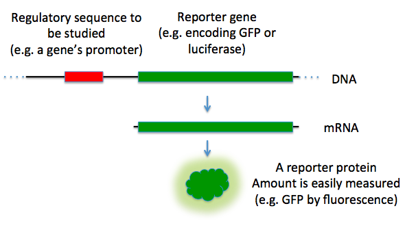 Difference Between Selectable Marker and Reporter Gene ... gene vs dna vs rna diagram 