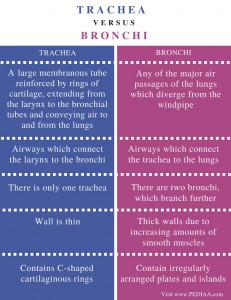 Difference Between Trachea and Bronchi - Pediaa.Com