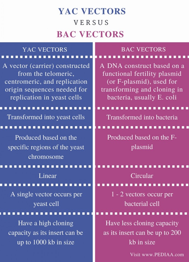 Difference Between YAC and BAC Vectors - Pediaa.Com