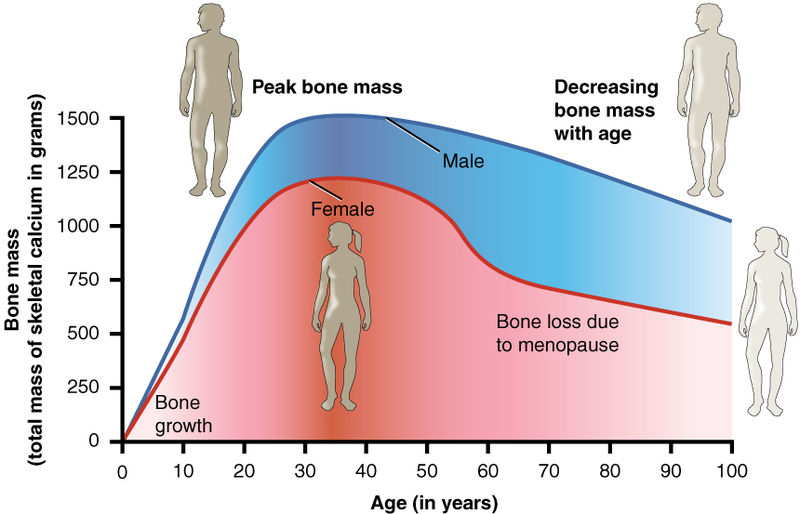 What Is The Difference Between Bone Mass And Bone Density Pediaacom 9502