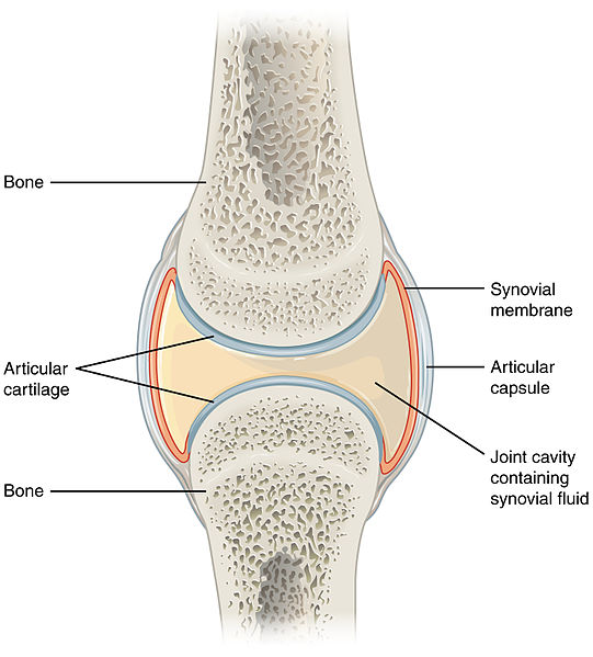 What is the Difference Between Glucosamine Sulfate and Glucosamine Chondroitin