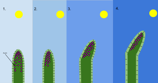 Difference Between Auxin and Gibberellin