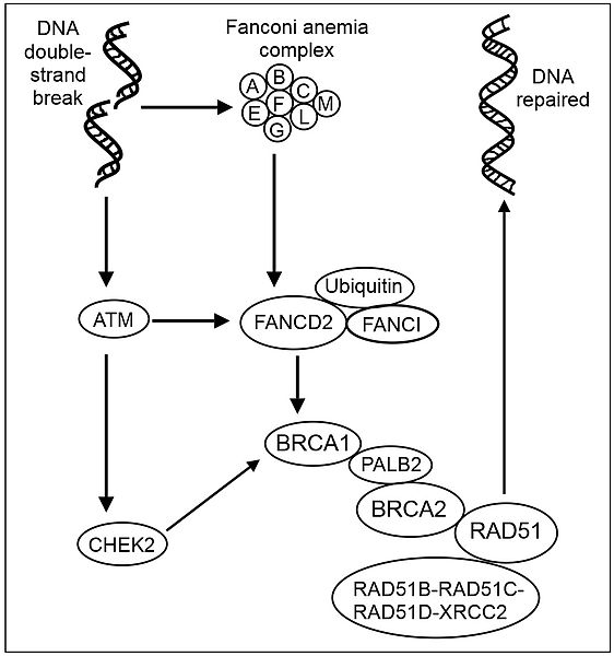 Difference Between BRCA1 And BRCA2 Gene - Pediaa.Com