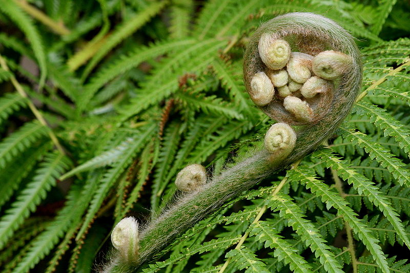 Main Difference - Bryophytes and Tracheophytes