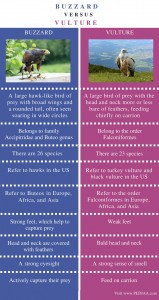 Difference Between Buzzard and Vulture - Pediaa.Com