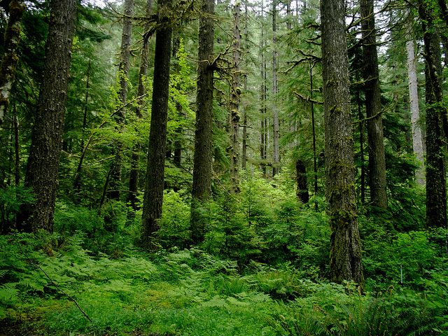 Difference Between Evergreen and Deciduous Forest_Figure 1