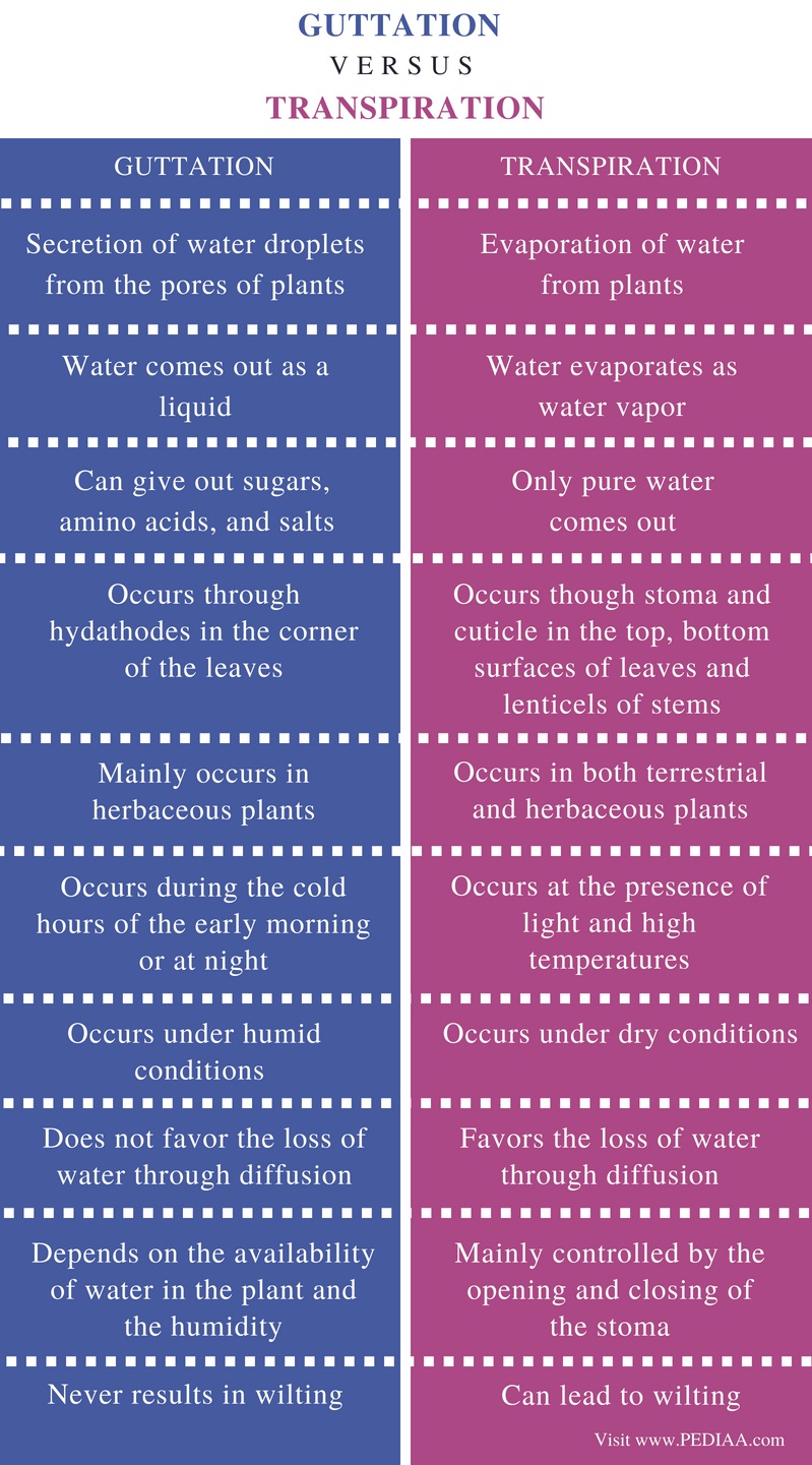 Difference Between Guttation and Transpiration - Pediaa.Com