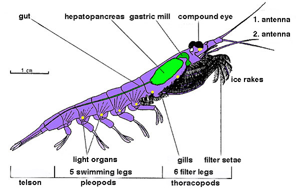 Difference Between Krill and Shrimp_Figure 1