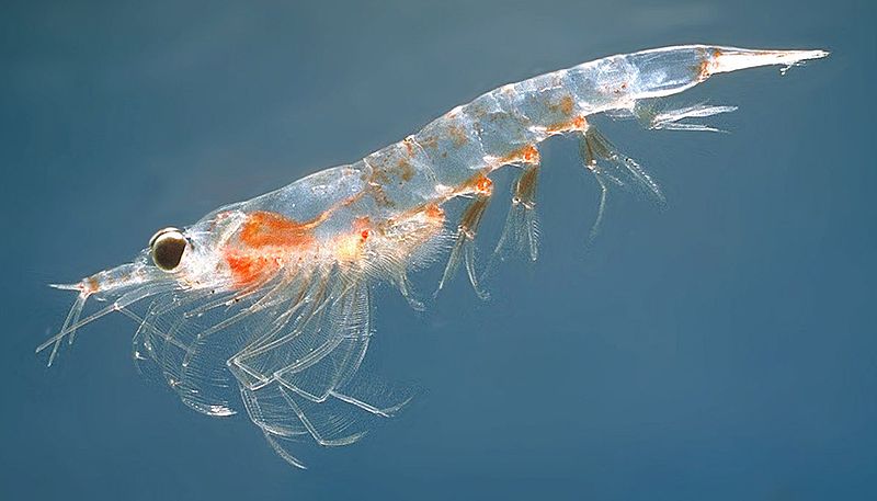 Difference Between Krill and Shrimp_Figure 2