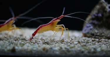 Difference Between Krill and Shrimp