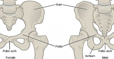 female vs male skeleton