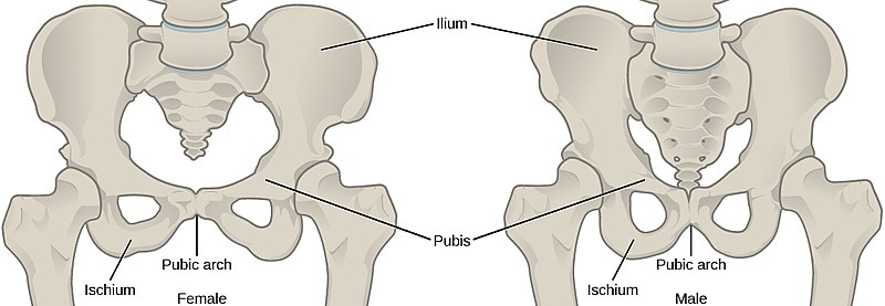 Difference Between Male And Female Skeleton Pediaacom 3034