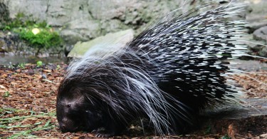 Difference Between Porcupine and Hedgehog