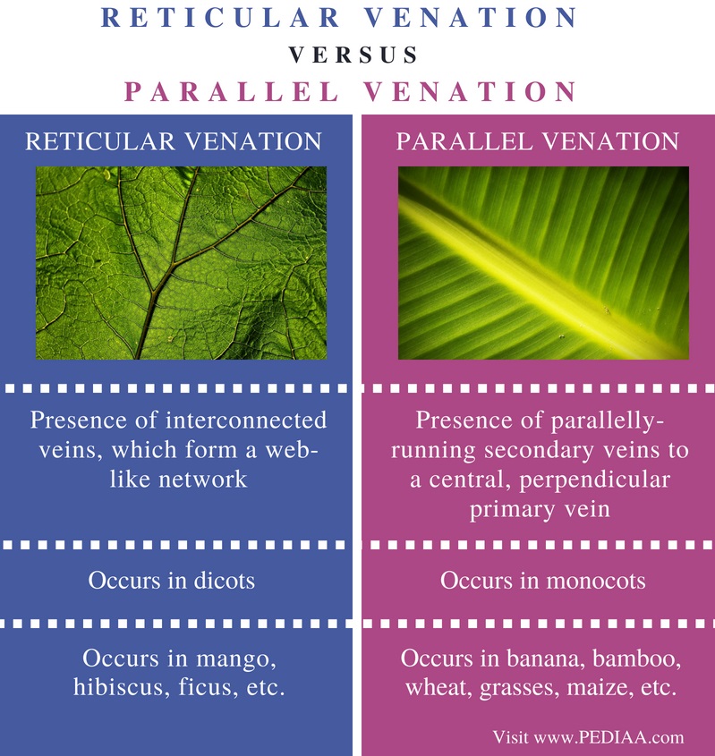 difference-between-reticulate-and-parallel-venation-pediaa-com