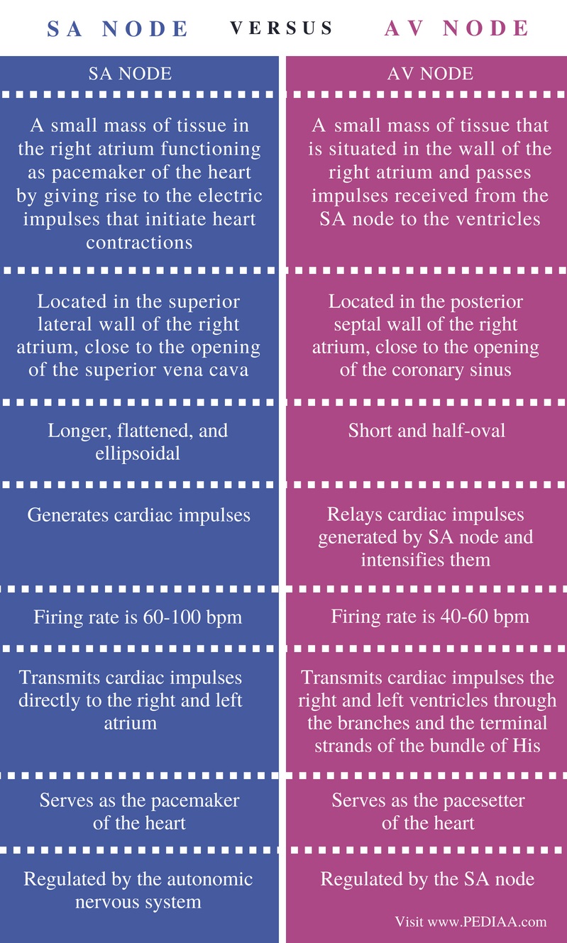 difference-between-sa-node-and-av-node-pediaa-com