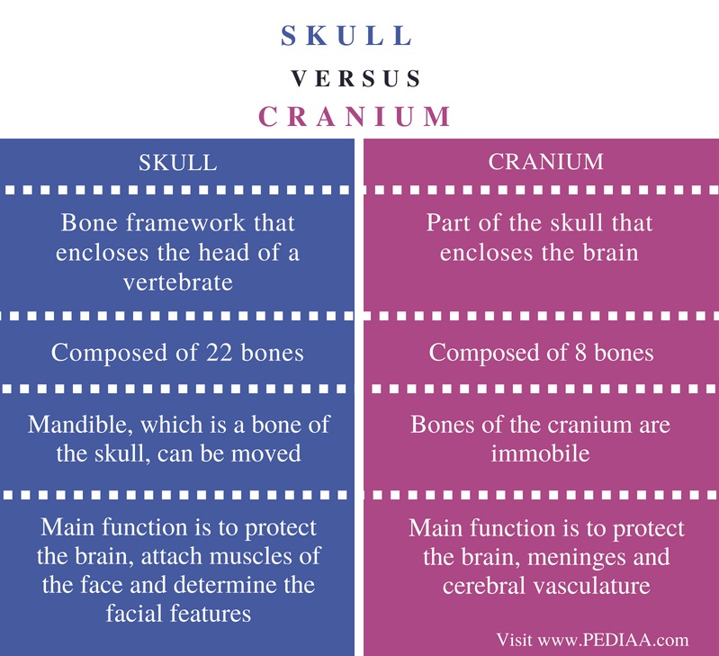 Difference Between Skull and Cranium - Pediaa.Com