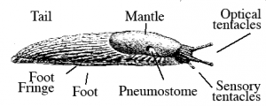 Difference Between Slug and Snail - Pediaa.Com