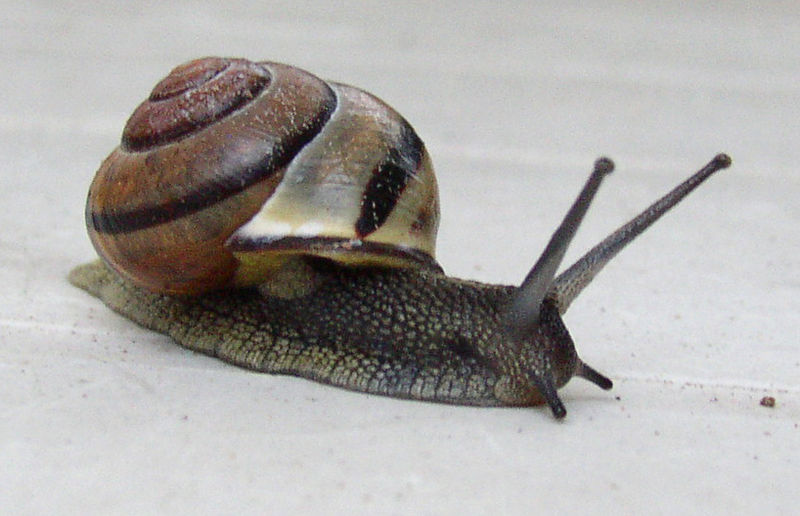 Difference Between Slug and Snail_Figure 03