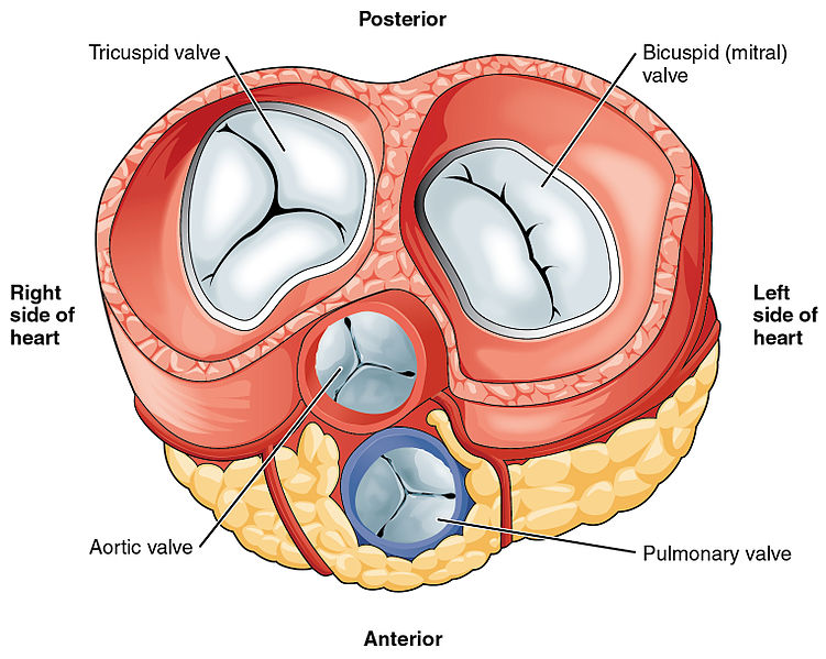 What Is The Bicuspid Valve Also Called