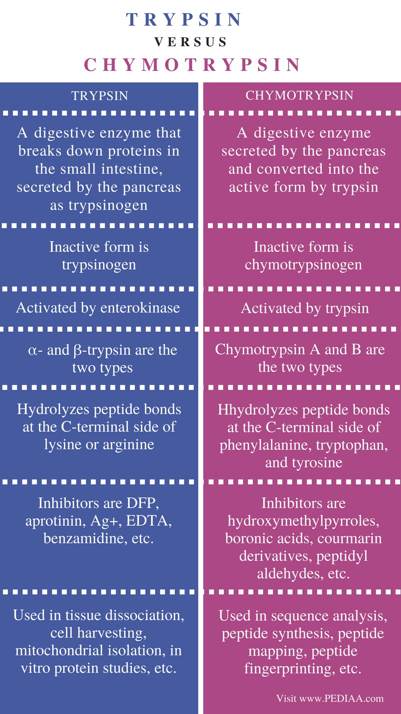 Difference Between Trypsin And Chymotrypsin Pediaa Com