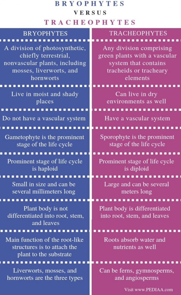 Difference Between Bryophytes and Tracheophytes - Pediaa.Com