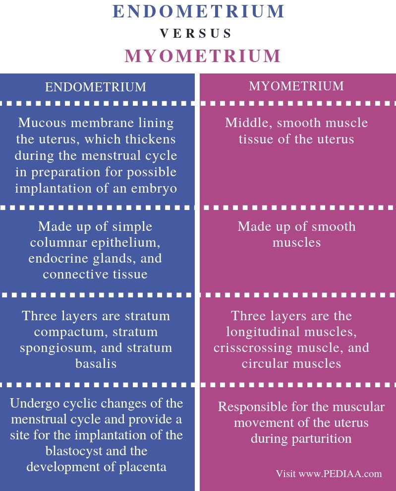 Difference Between Endometrium And Myometrium Pediaa Com