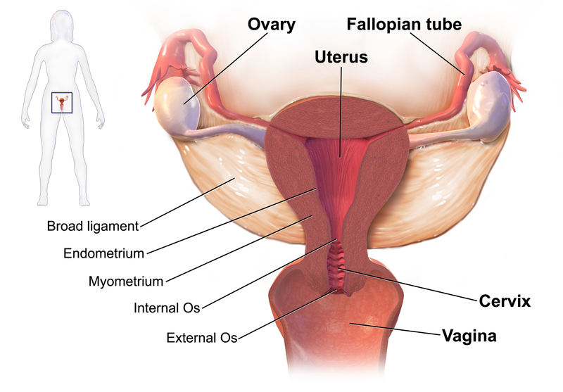 What Is Myometrium And Endometrium