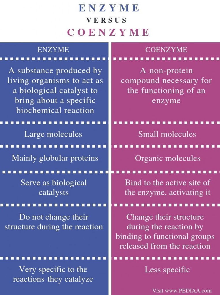 Difference Between Enzyme and Coenzyme