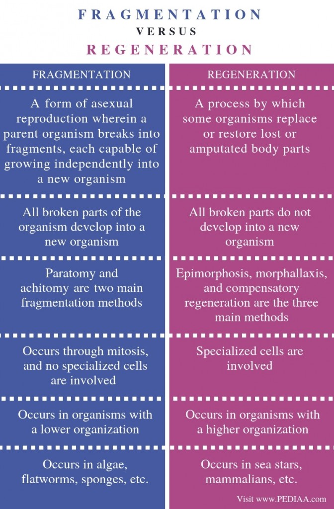 What is the Difference Between Fragmentation and Regeneration